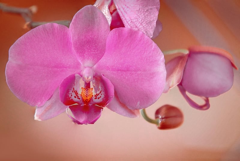 Orchid Pavilion