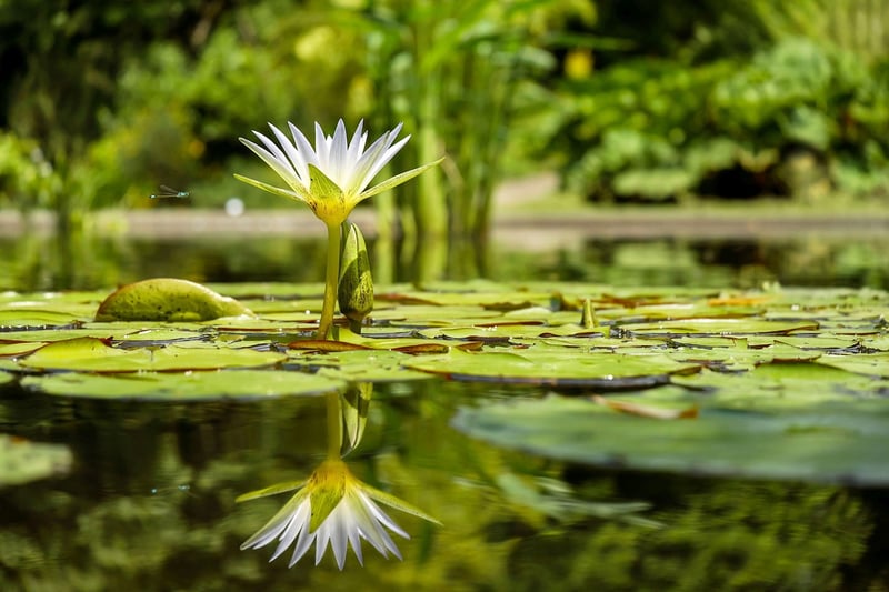 Water Lily Pond